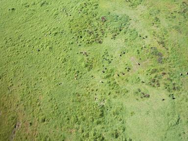 Canada geese on a grassy field, seen from above
