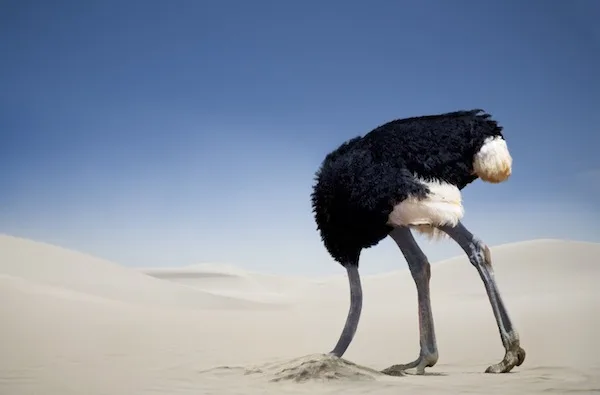 Ostrich with its head in the sand