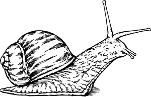 snail