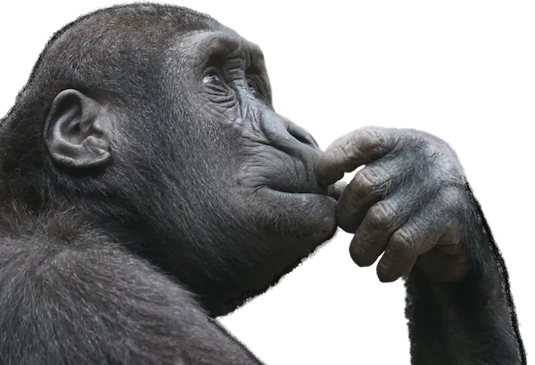 Thinking gorilla