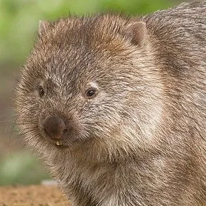 Wombat