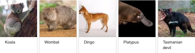 Australian animals: koala, wombat, dingo, platypus, Tasmanian devil