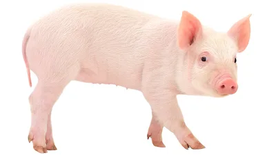 Pig