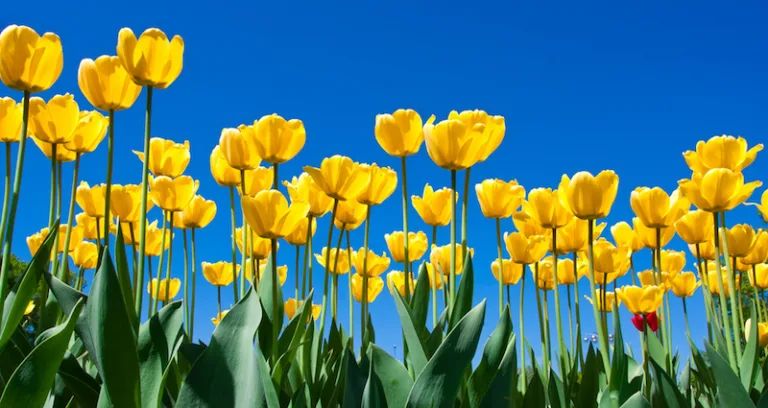Field of yellow tulips