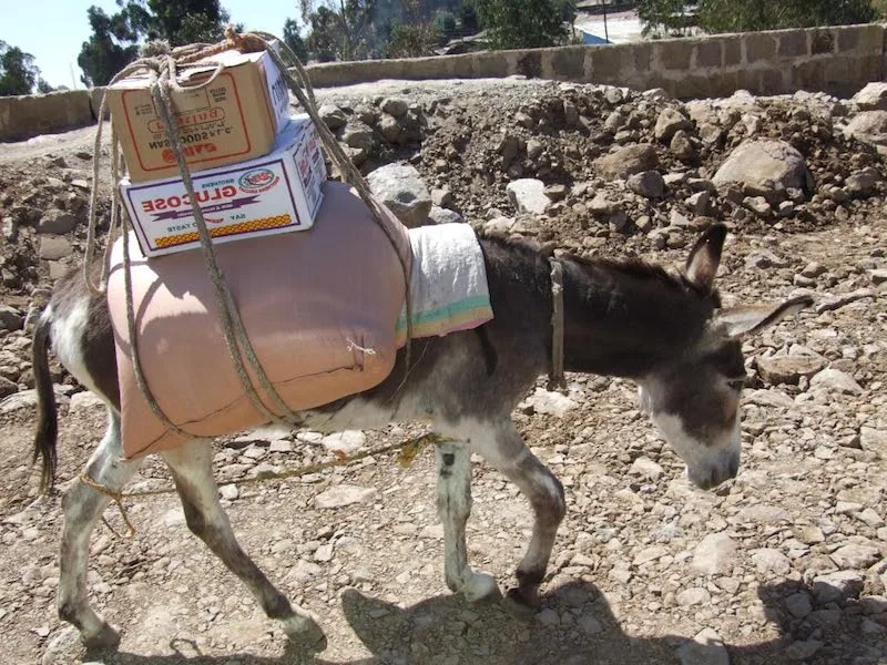 Donkey carrying a package